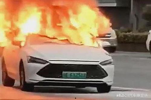 爆料海豚自燃视频大全下载,海豚自燃视频大全引发热议